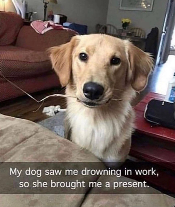 My dog saw me drowning in work, so she brought me a present.