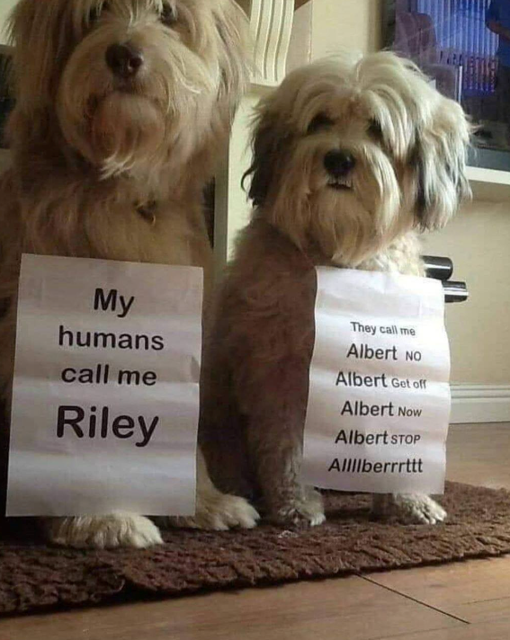 My humans call me Riley They call me Albert NO Albert Get off Albert Now Albert STOP Allllberrrttt