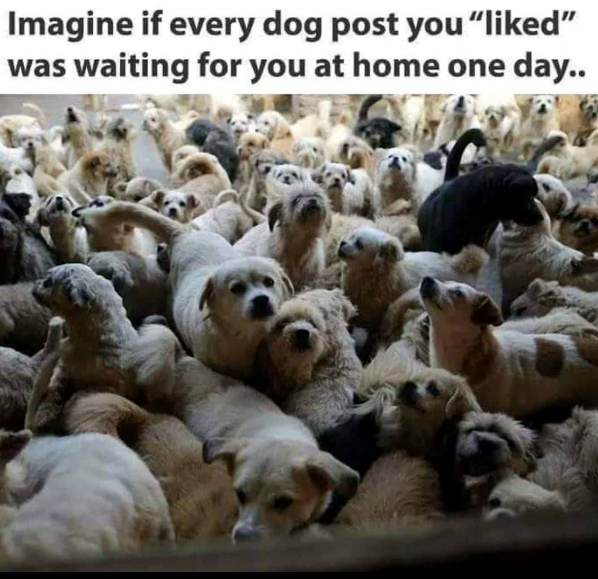 Imagine if every dog post you "liked" was waiting for you at home one day..