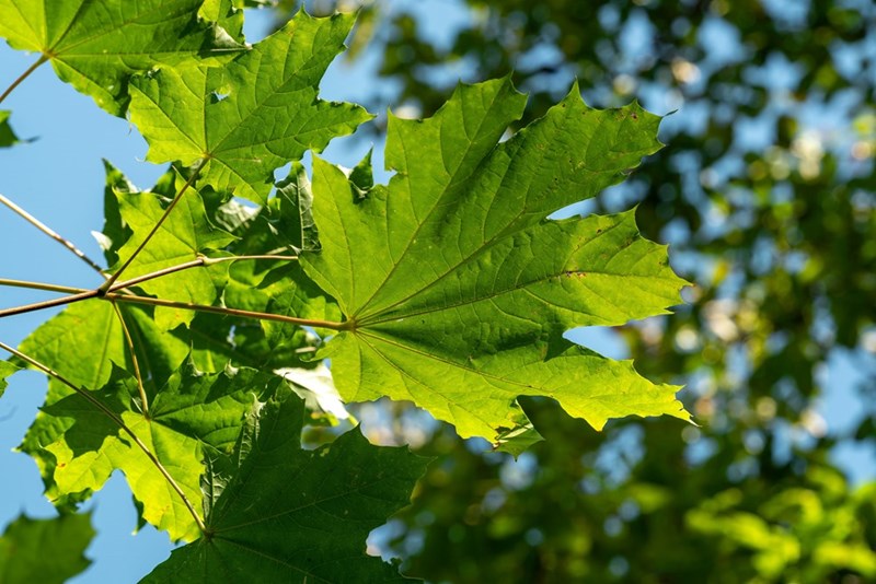 Green leaves on a tree.