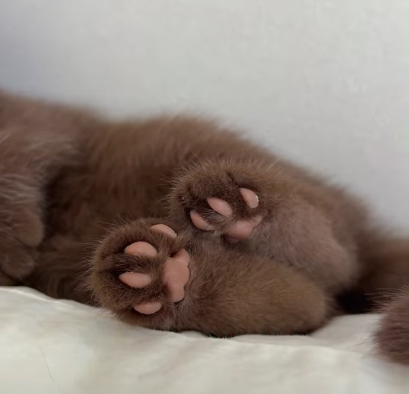 Cheezburger Image 10617347840