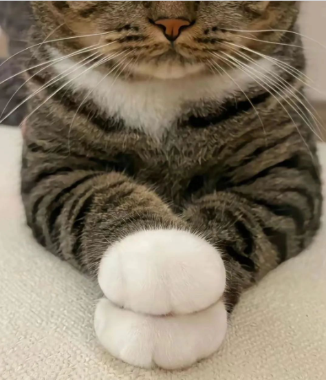 Cheezburger Image 10617348352