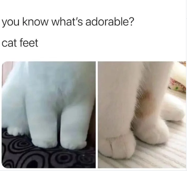 you know what's adorable? cat feet