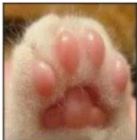 Cheezburger Image 10617350400