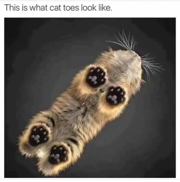 This is what cat toes look like.