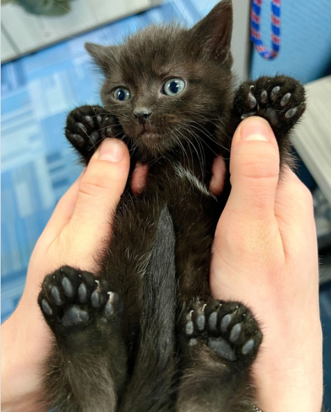 Cheezburger Image 10617350912