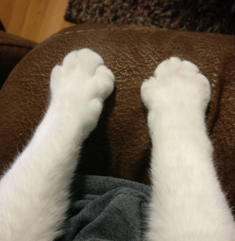 Cheezburger Image 10617351680