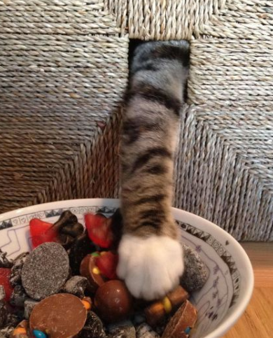 Cheezburger Image 10617352448