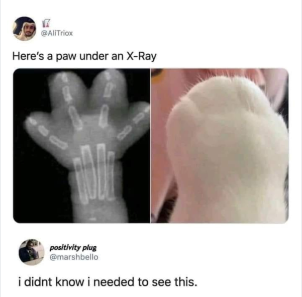 17 @AliTriox Here's a paw under an X-Ray 88 positivity plug @marshbello i didnt know i needed to see this.