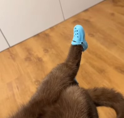 Cheezburger Image 10617353472