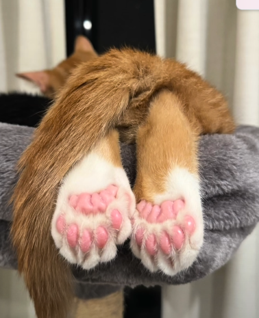 Cheezburger Image 10617353728