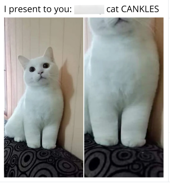 I present to you: cat CANKLES