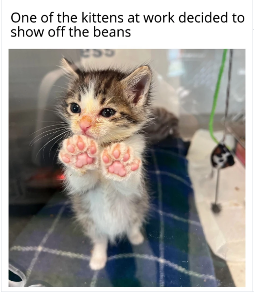One of the kittens at work decided to show off the beans