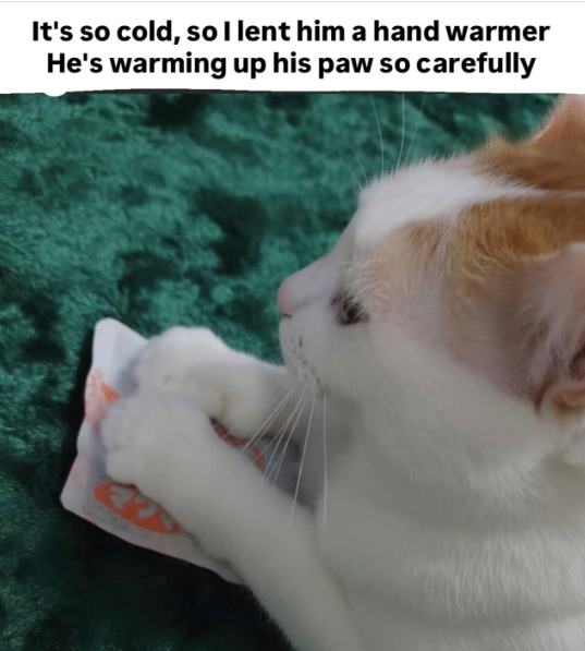 It's so cold, so I lent him a hand warmer He's warming up his paw so carefully