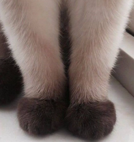 Cheezburger Image 10617354752