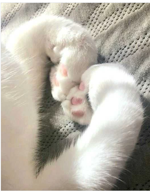 Cheezburger Image 10617355008