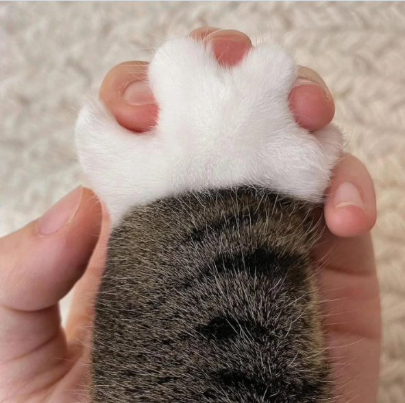 Cheezburger Image 10617355520