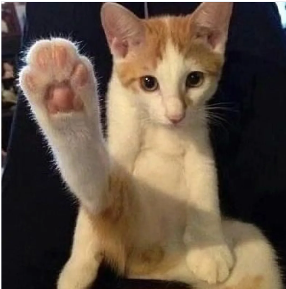 Cheezburger Image 10617355776