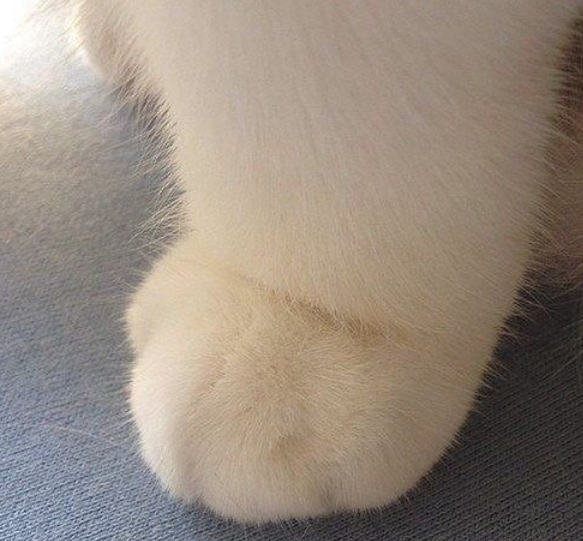 Cheezburger Image 10617356032