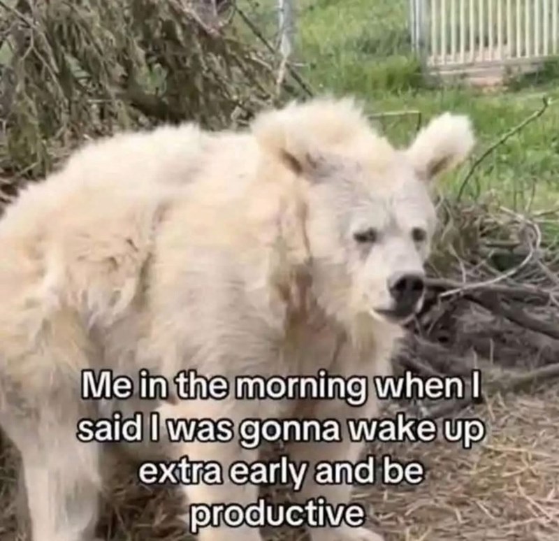 Me in the morning when I said I was gonna wake up extra early and be productive