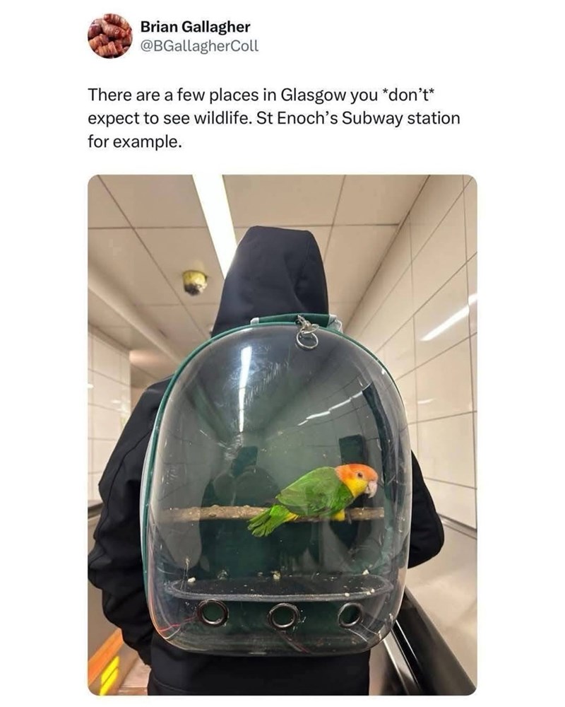 Brian Gallagher @BGallagherColl There are a few places in Glasgow you *don't* expect to see wildlife. St Enoch's Subway station for example.