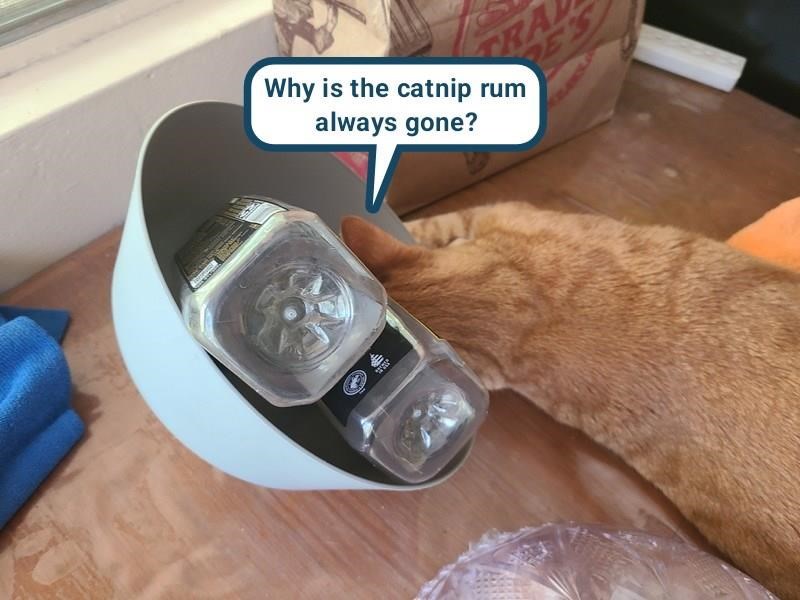 Cheezburger Image 10617379072