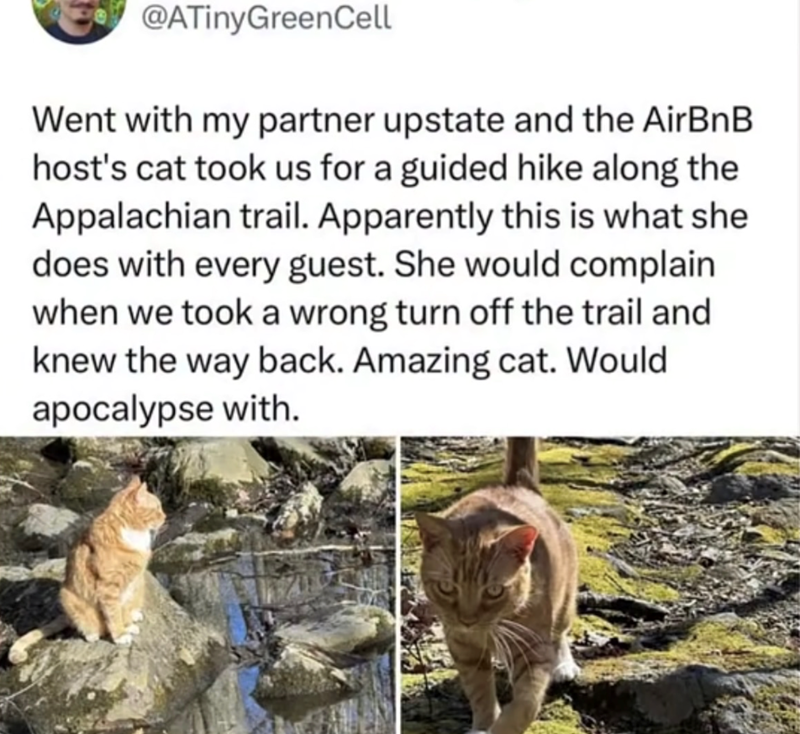 @ATinyGreenCell Went with my partner upstate and the AirBnB host's cat took us for a guided hike along the Appalachian trail. Apparently this is what she does with every guest. She would complain when we took a wrong turn off the trail and knew the way back. Amazing cat. Would apocalypse with.