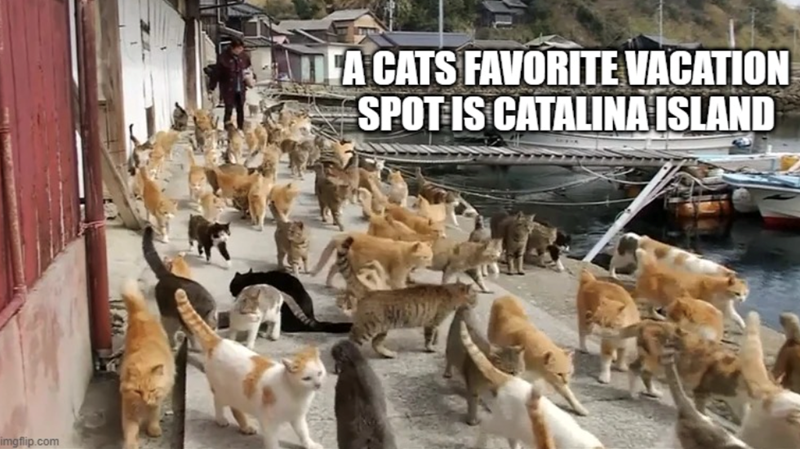 imgflip.com FA CATS FAVORITE VACATION SPOT IS CATALINA ISLAND