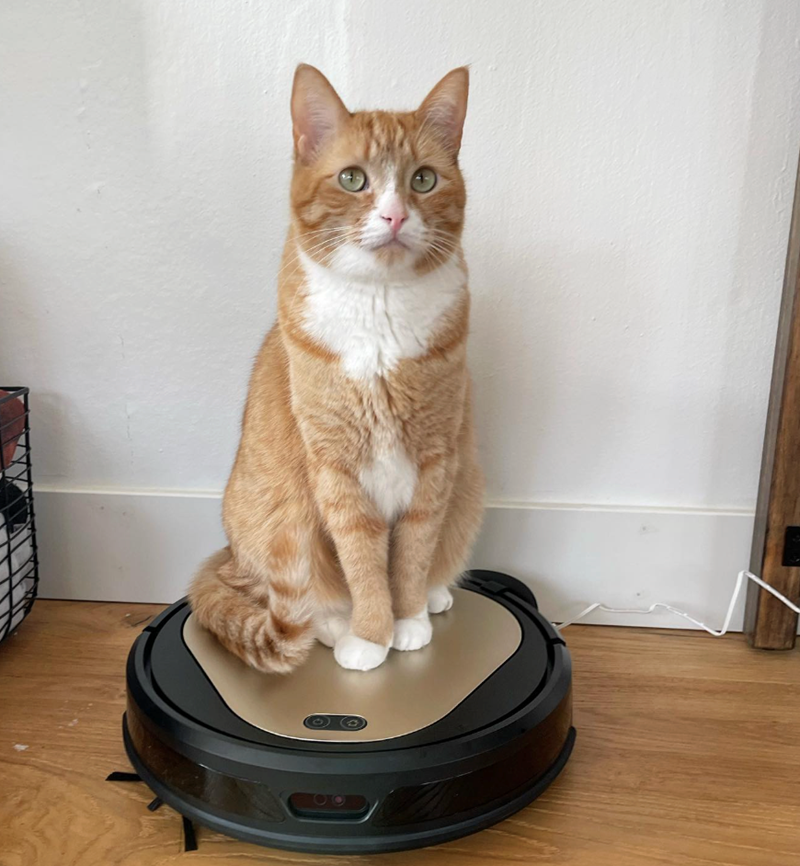 Cheezburger Image 10617398016