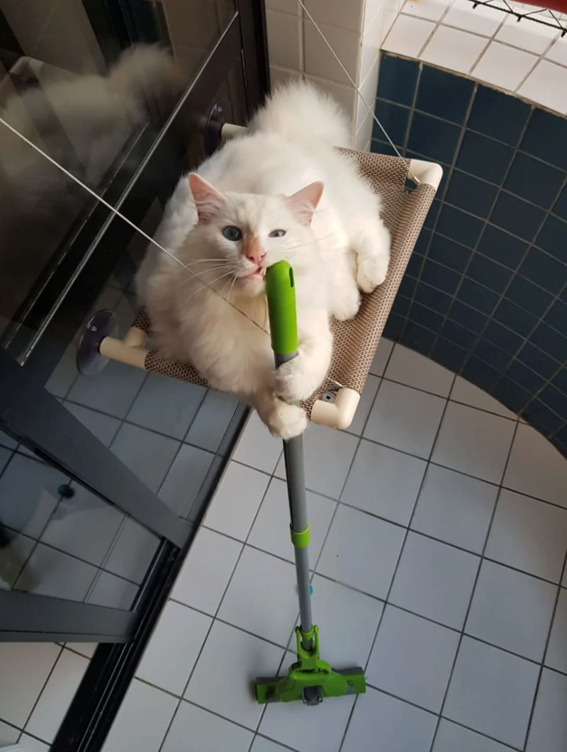 Cheezburger Image 10617398528