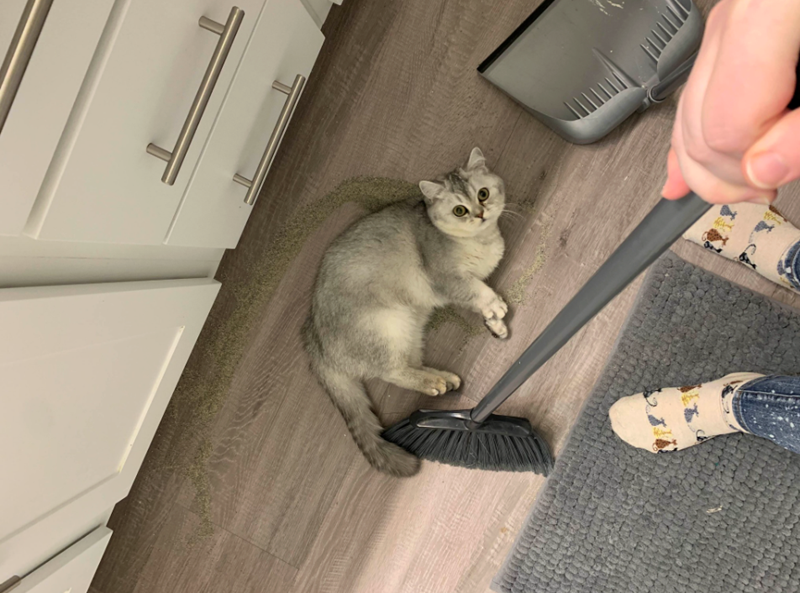 Cheezburger Image 10617398784