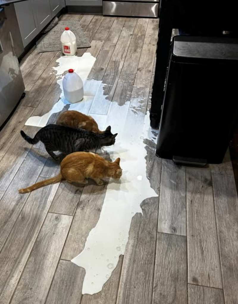 Cheezburger Image 10617399040