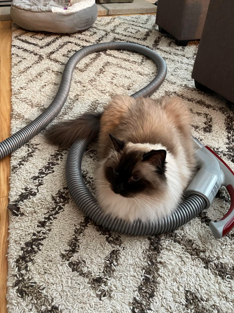 Cheezburger Image 10617399296