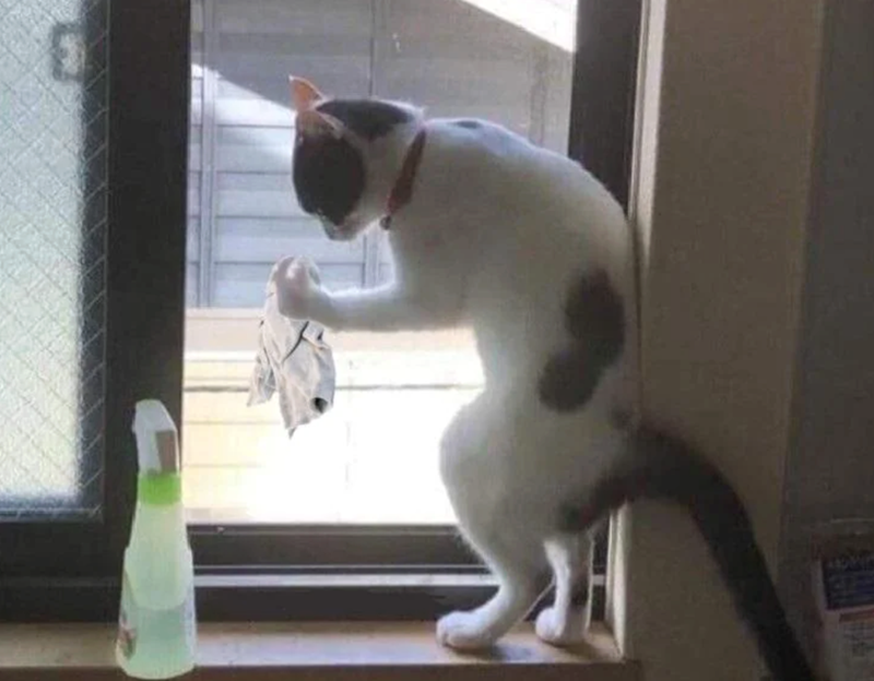 Cheezburger Image 10617399808