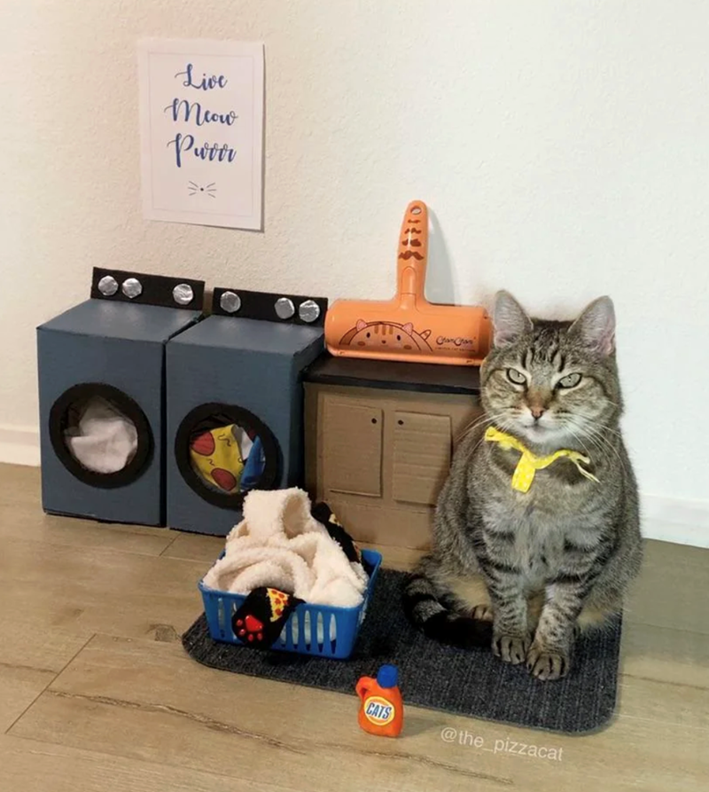 Live Meow Putti CATS @the_pizzacat