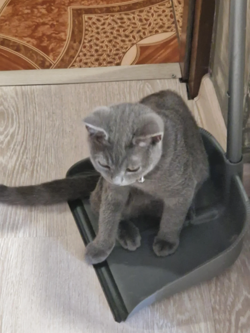 Cheezburger Image 10617400576