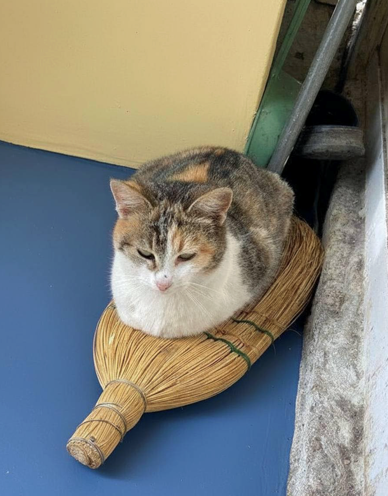 Cheezburger Image 10617401344