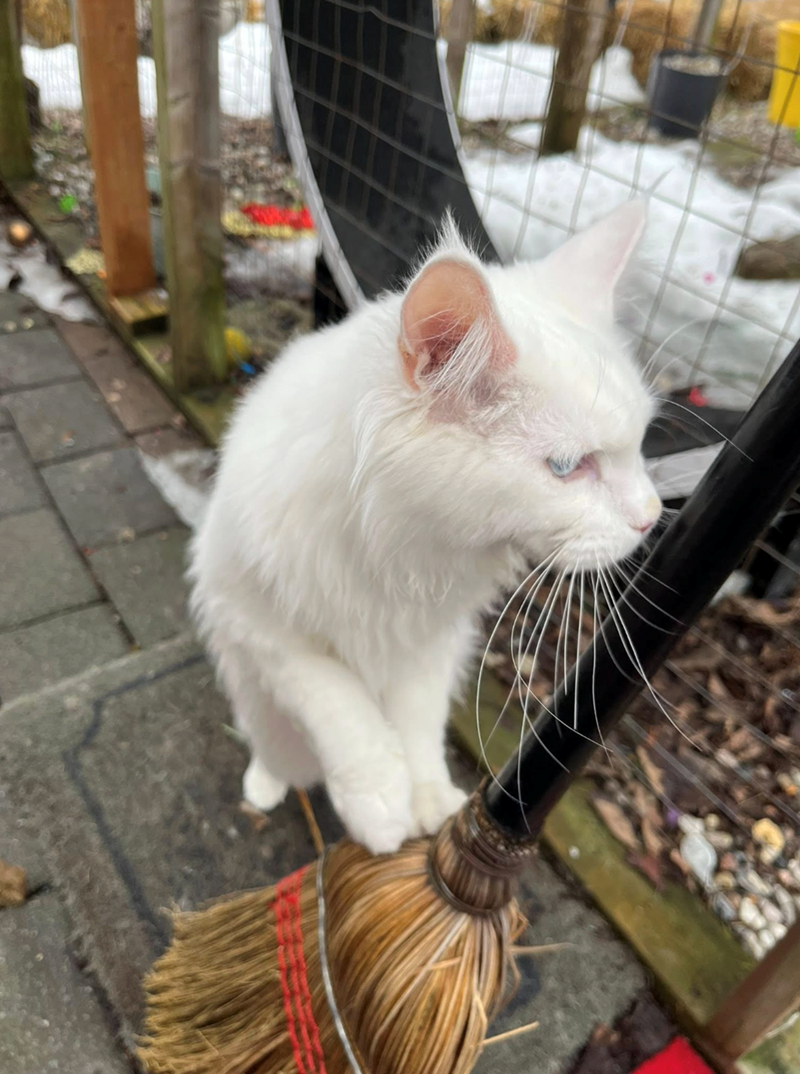 Cheezburger Image 10617401600