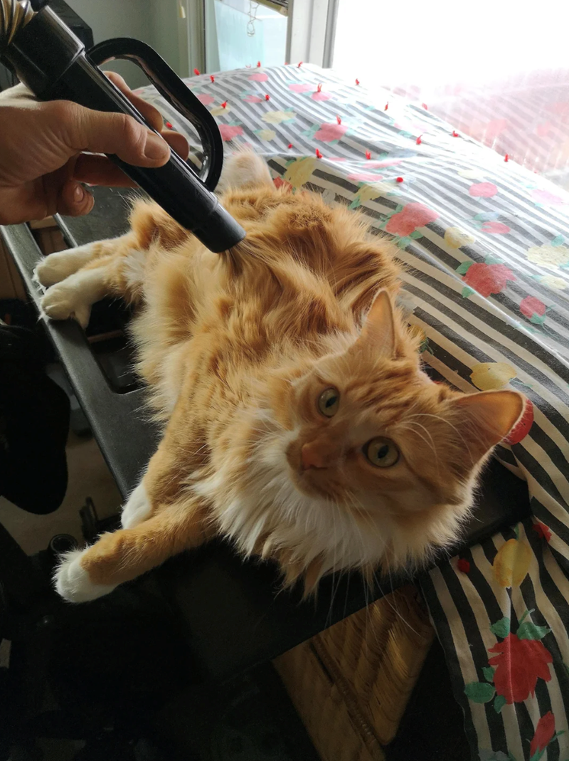 Cheezburger Image 10617402368