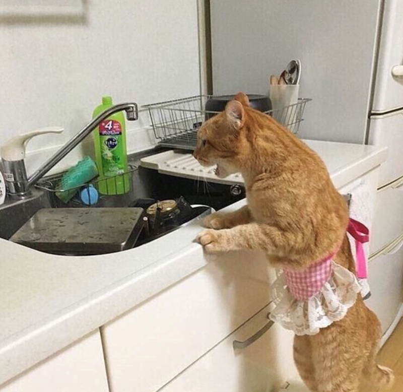 Cheezburger Image 10617402624