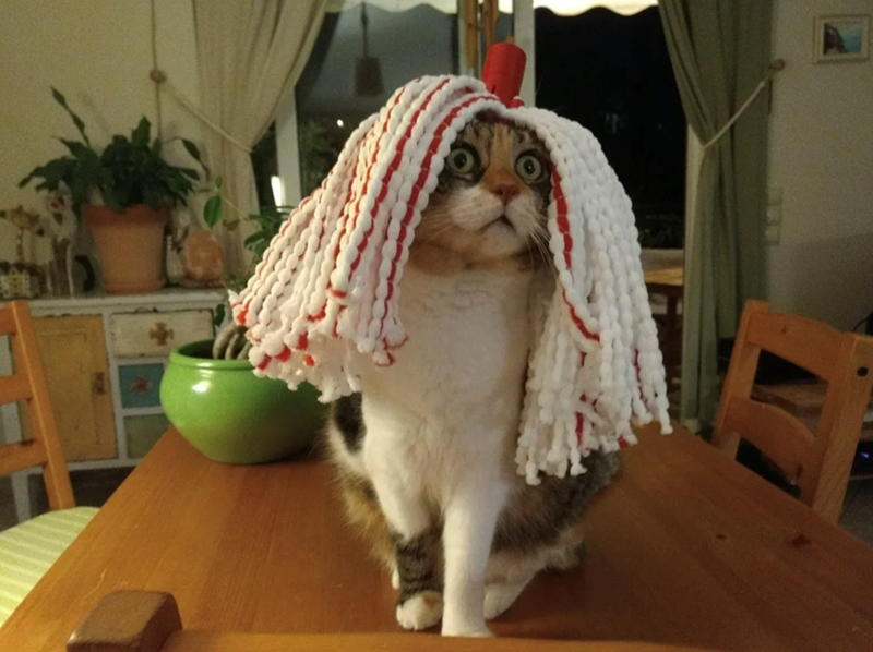 Cheezburger Image 10617402880