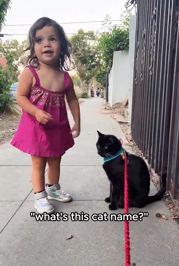 "what's this cat name?"