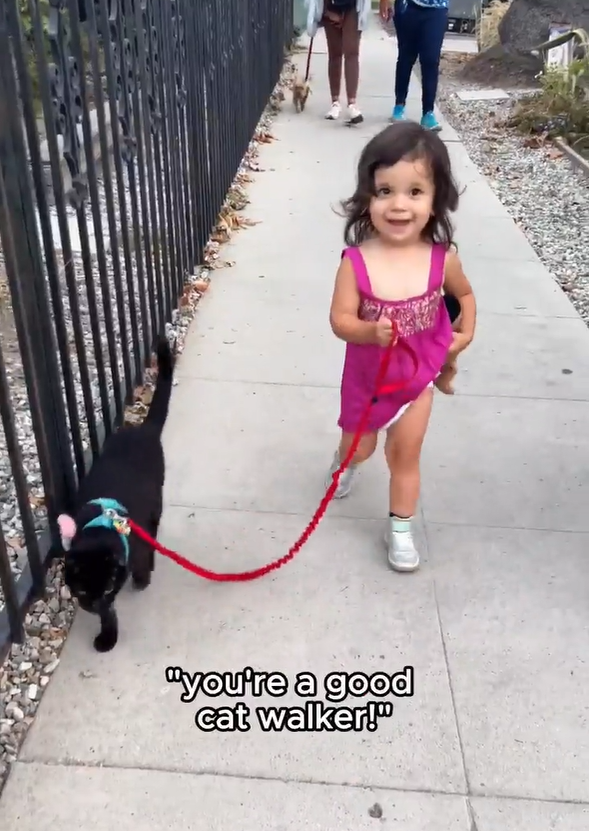 "you're a good cat walker!"