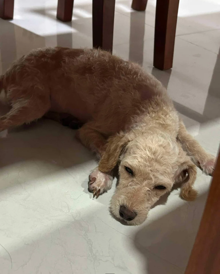 Cheezburger Image 10617420544