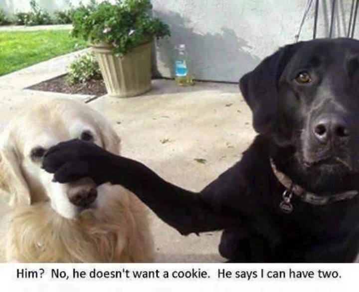 Him? No, he doesn't want a cookie. He says I can have two.