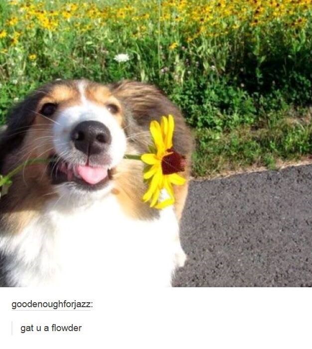 goodenoughforjazz: gat u a flowder