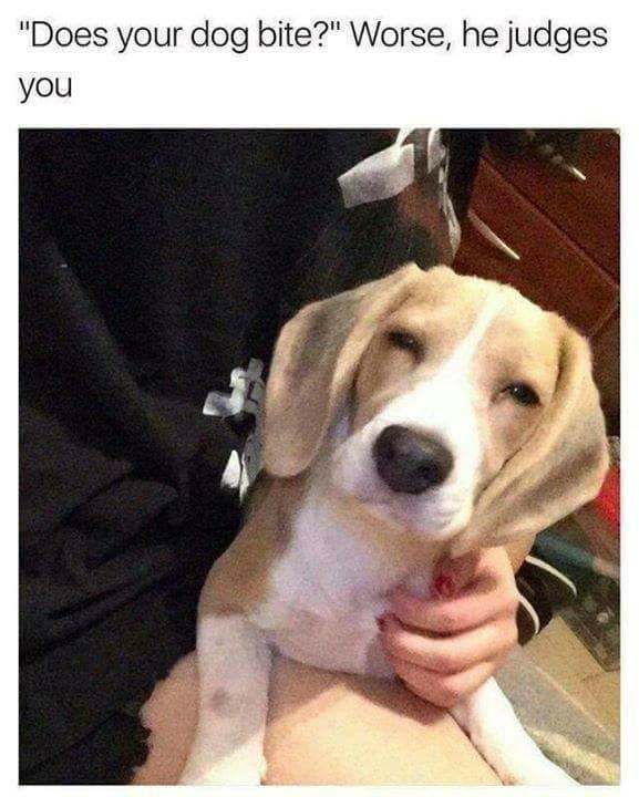 "Does your dog bite?" Worse, he judges you
