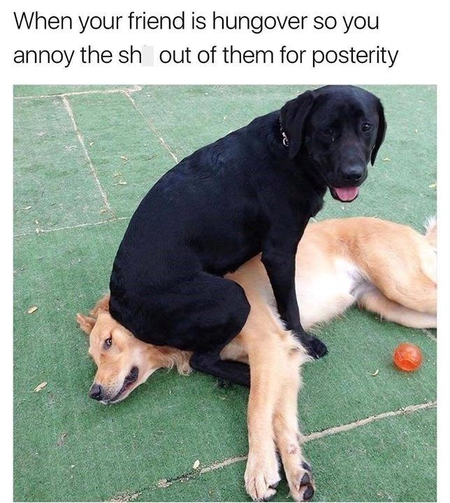 When your friend is hungover so you annoy the sh out of them for posterity