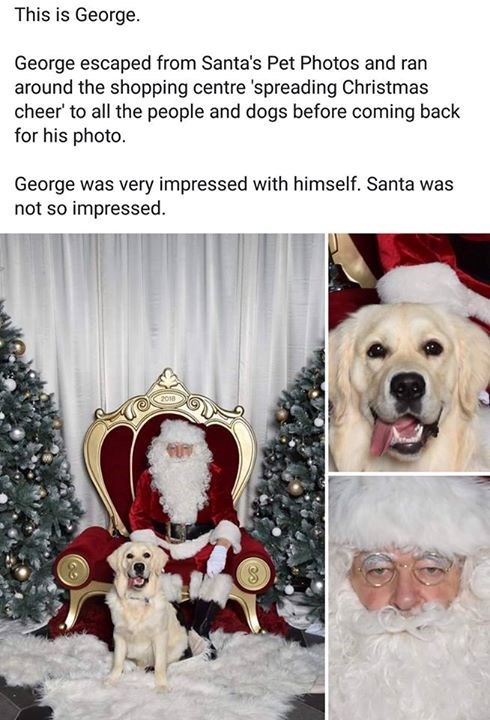 This is George. George escaped from Santa's Pet Photos and ran around the shopping centre 'spreading Christmas cheer' to all the people and dogs before coming back for his photo. George was very impressed with himself. Santa was not so impressed. 2018