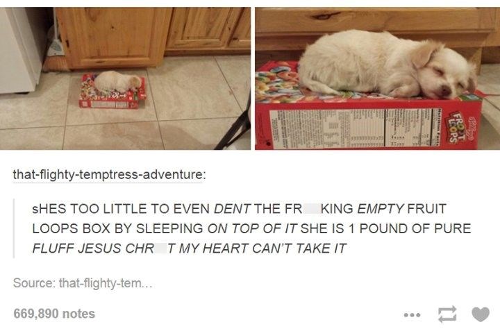 35797 that-flighty-temptress-adventure: SHES TOO LITTLE TO EVEN DENT THE FR KING EMPTY FRUIT LOOPS BOX BY SLEEPING ON TOP OF IT SHE IS 1 POUND OF PURE FLUFF JESUS CHR T MY HEART CAN'T TAKE IT Source: that-flighty-tem... 669,890 notes 11